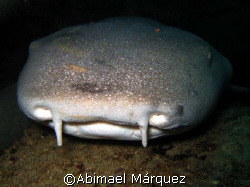 Face to Face; nurse shark, Mayaguez, Puerto Rico by Abimael Márquez 